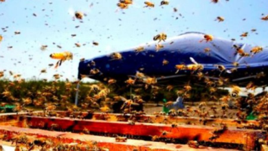 Photo of Prijeti pomor pčela: Visoke temperature mame ih van košnica, većina ih ugiba u potrazi za hranom
