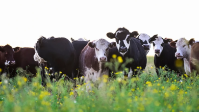 Photo of BiH će u Tursku ove godine izvesti 1.000 tona goveđeg mesa