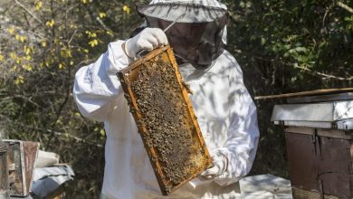Photo of Zbog katastrofalne godine za pčelare, u Visokom došlo do poskupljenja meda