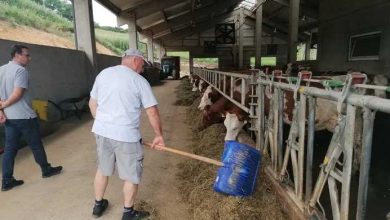 Photo of Bosanska farma od milion maraka – krave s nanogicama, domaćin u papučama