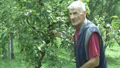 Photo of Suljo Selimović: „Nepovoljni klimatski uvjeti utjecali na ovogodišnje prinose jabuke i kruške. Šljiva je bila fantastična!“