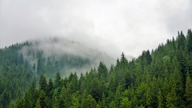 Photo of Većina kantona ima Zakon o šumama koji je možda neustavan, reagovao Nikšić