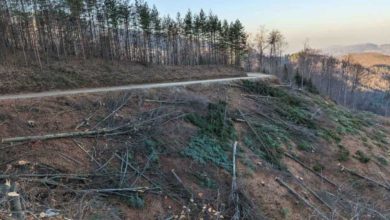 Photo of Na teritoriji općine Tešanj neko je posjekao 18 hektara državne šume na zaštićenom području