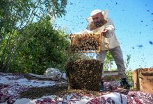 Photo of Pomor pčela u Mostaru! Mostarski pčelari proživljavaju pravu agoniju