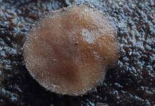 Photo of Otkrivene četiri rijetke gljive prvi put zabilježene u BiH