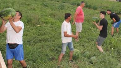 Photo of U Čapljini počela berba lubenice za domaće tržište, nema potrebe za uvozom